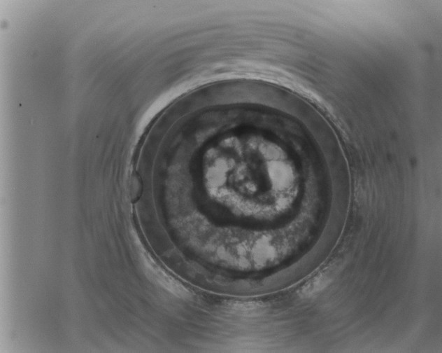 X0000062881522200601201807