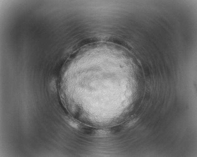 X0000062880286200601271630