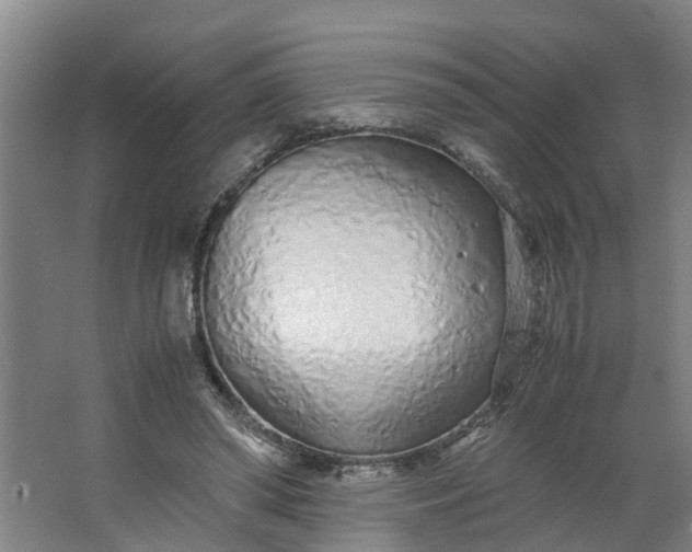 X0000062880398200601271627