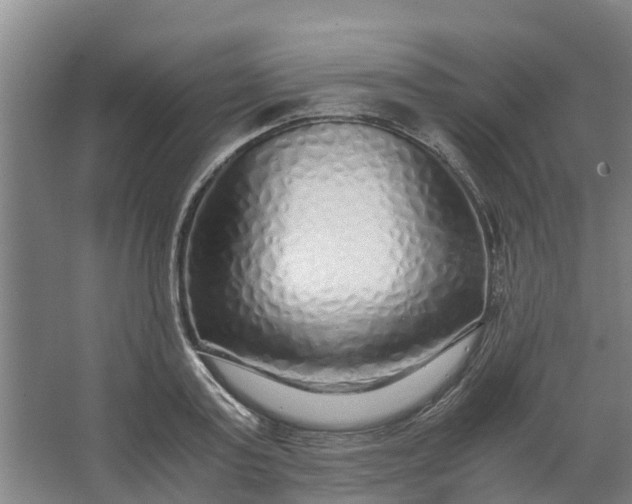 X0000062880795200601271620