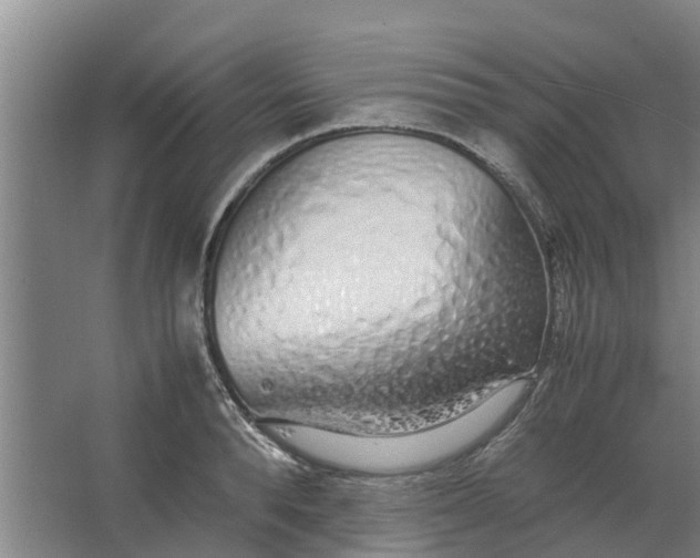 X0000062880896200601271619