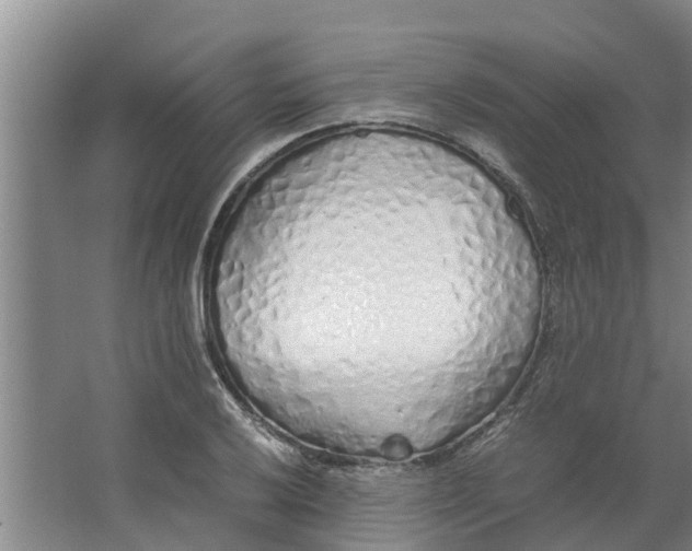 X0000062881032200601271616