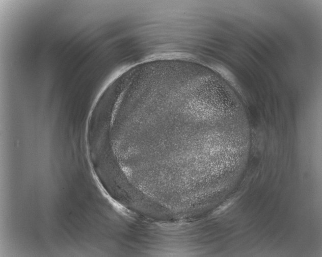 X0000062881046200601271616