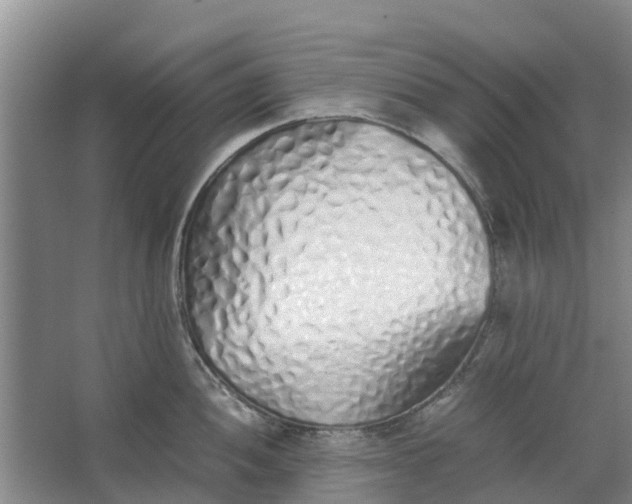 X0000062881052200601271617