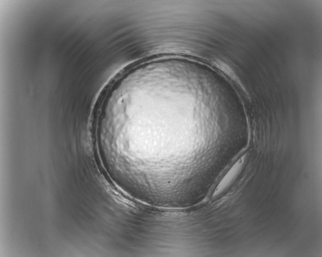 X0000062881068200601271616