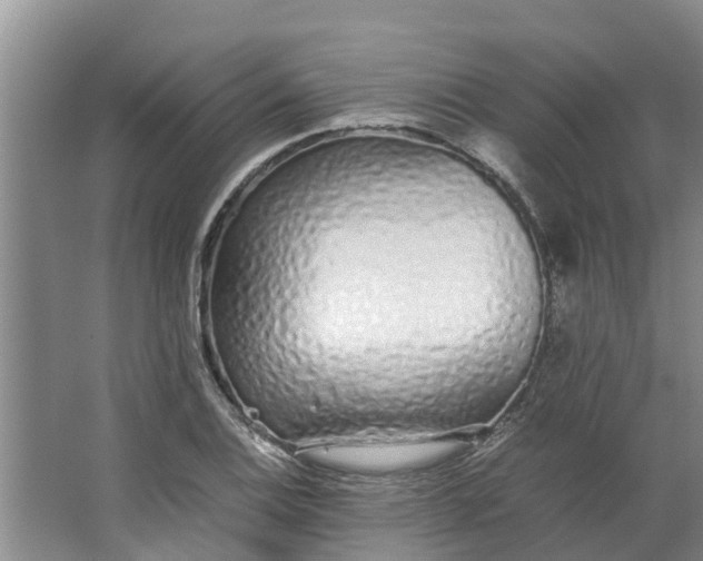 X0000062881124200601271615