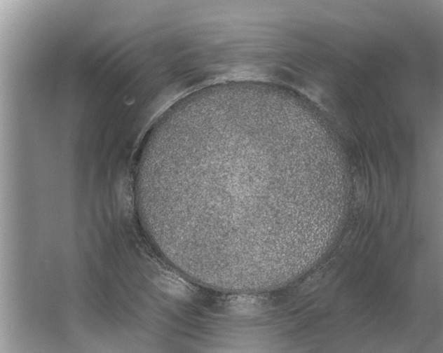 X0000062881266200601271612