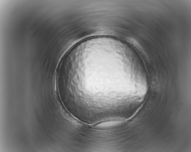 X0000062881276200601271612