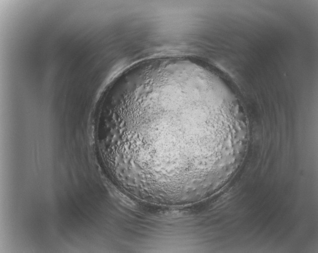 X0000062881459200601271609