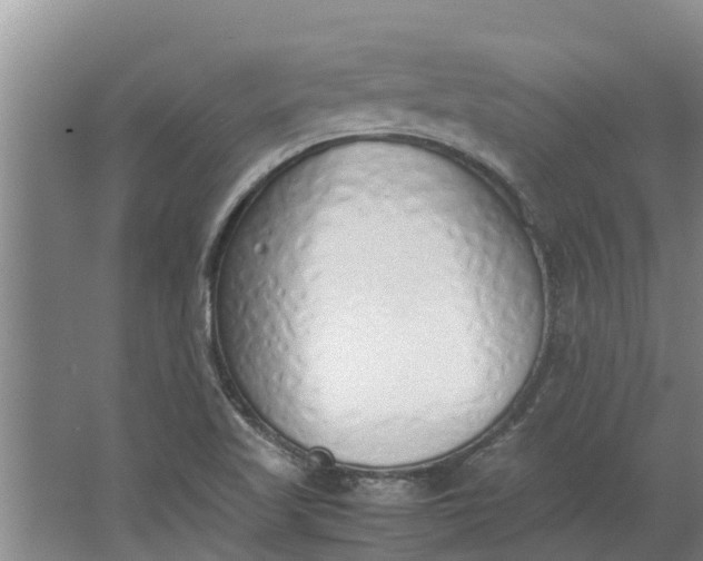 X0000062881509200601271608