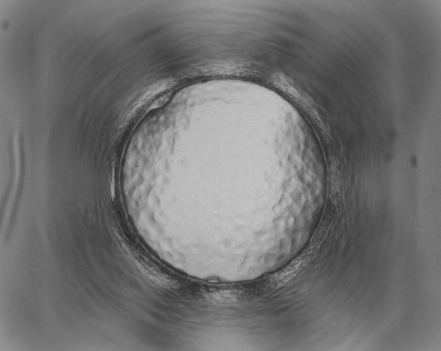 X0000062880062200602031752