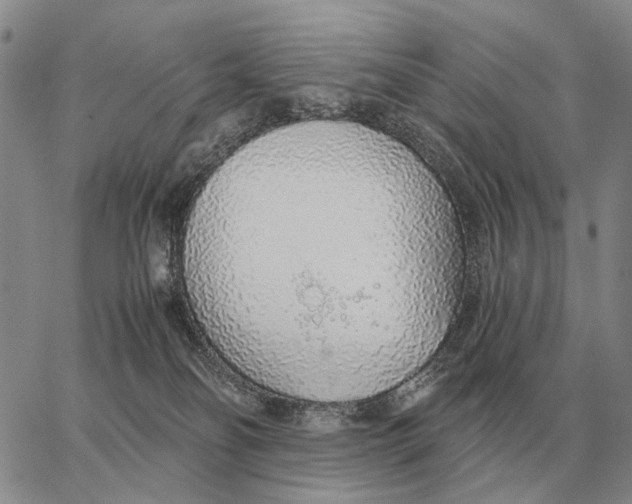 X0000062880134200602031751