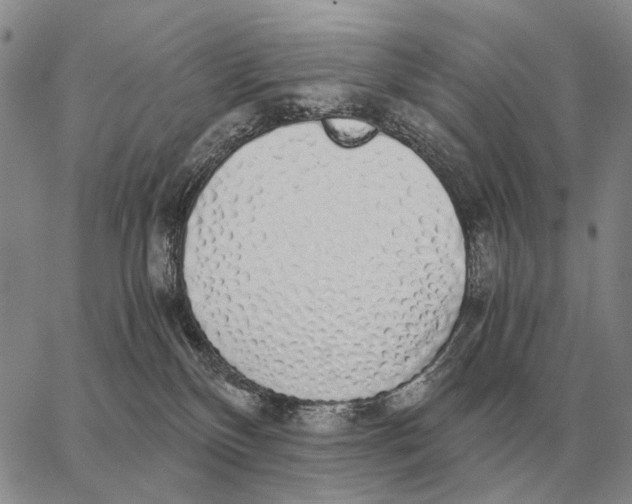 X0000062880136200602031751