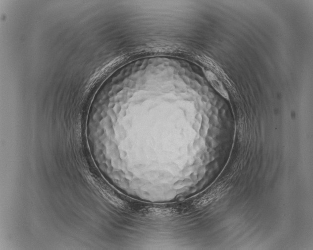 X0000062880442200602031746