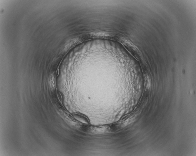 X0000062880479200602031746