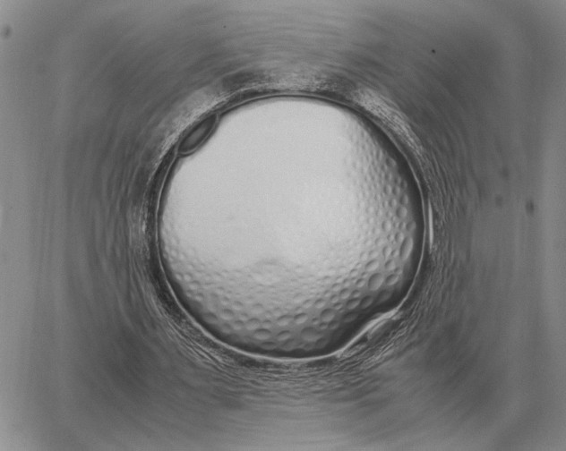 X0000062880483200602031745