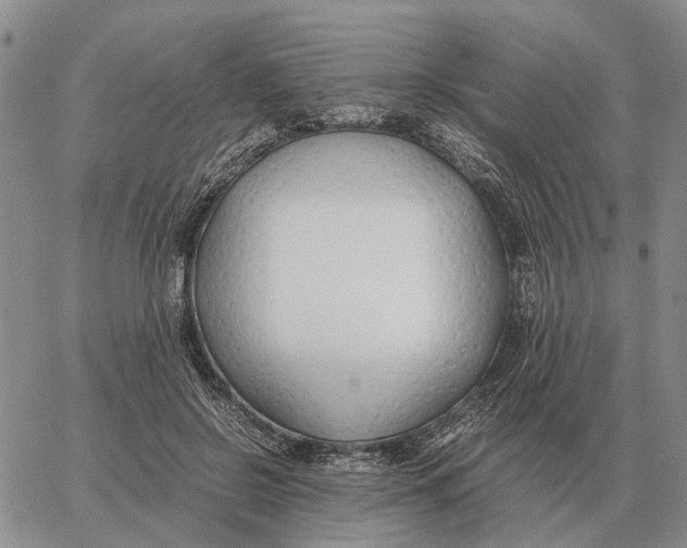 X0000062880550200602031744