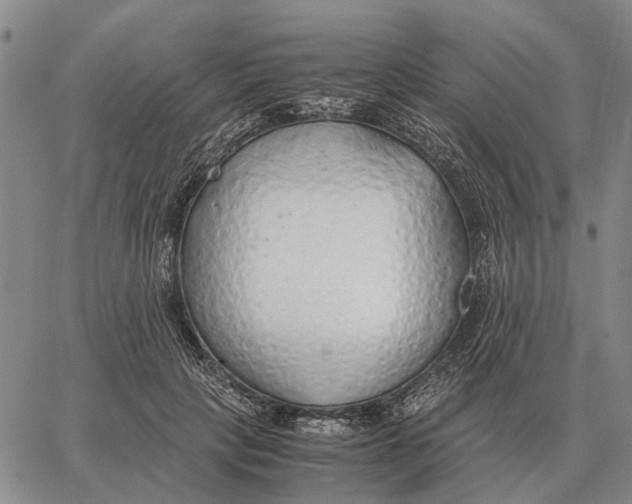 X0000062880649200602031743