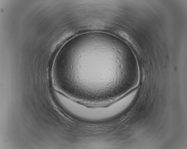 X0000062880677200602031742