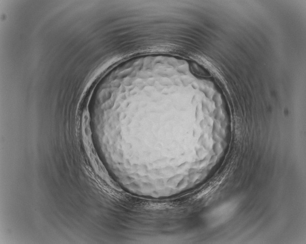 X0000062880835200602031739