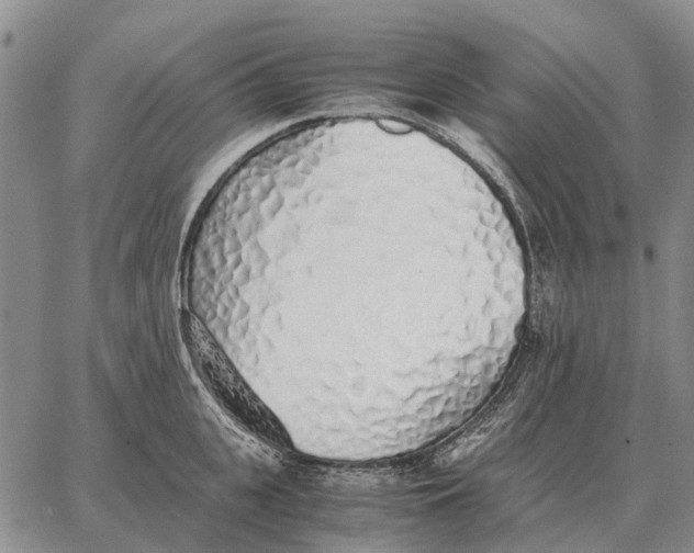 X0000062880951200602031738