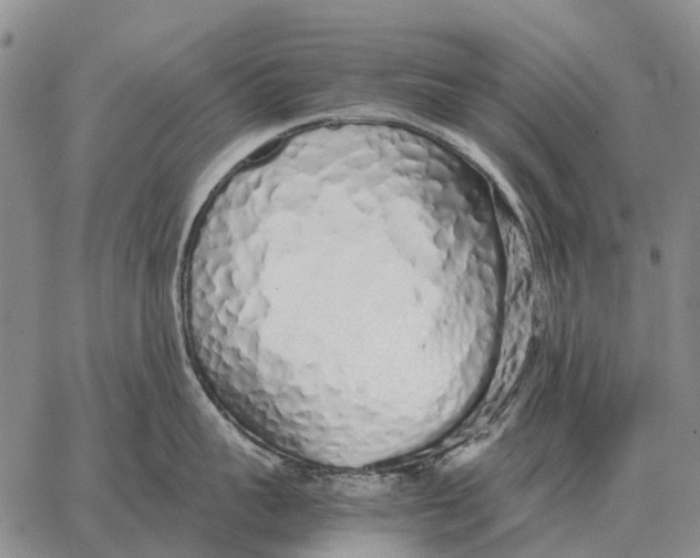 X0000062880959200602031738