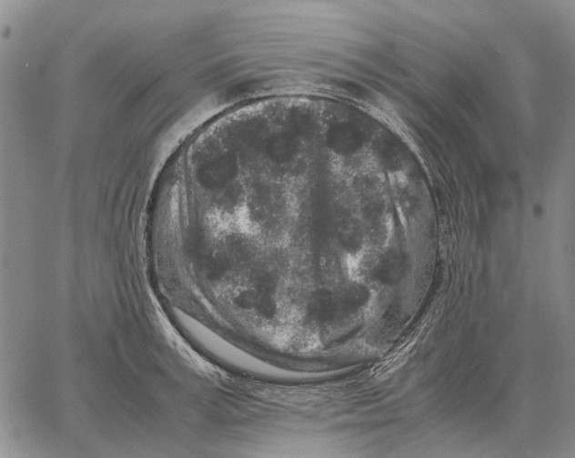 X0000062880995200602031737