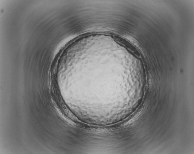 X0000062881030200602031736