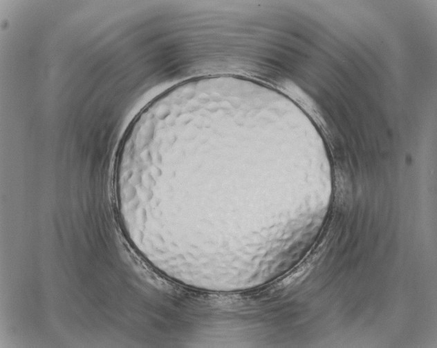 X0000062881052200602031737