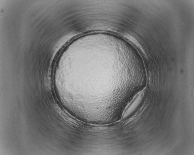 X0000062881068200602031736