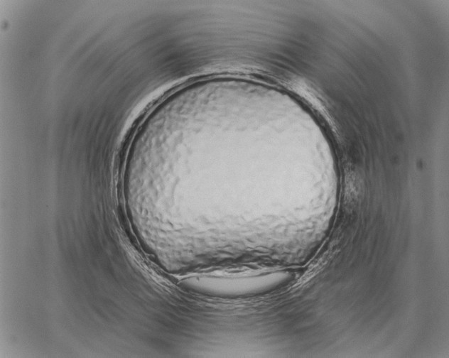 X0000062881124200602031735