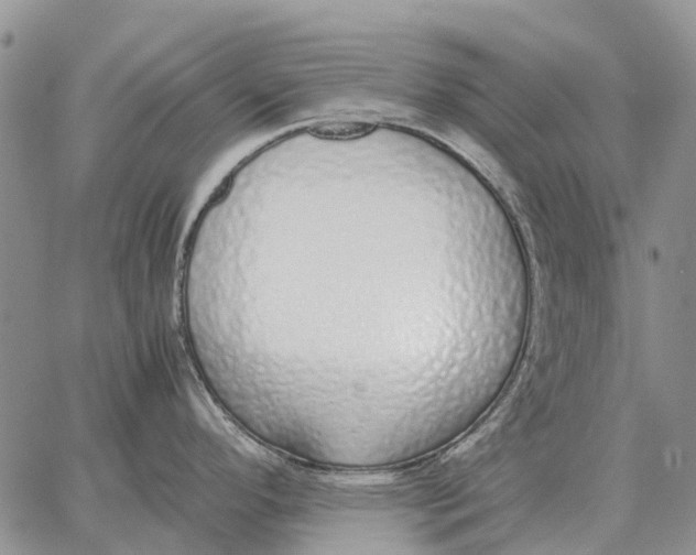 X0000062881296200602031732