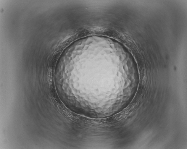 X0000062881301200602031731
