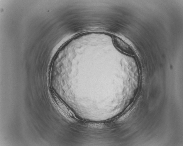 X0000062881333200602031732