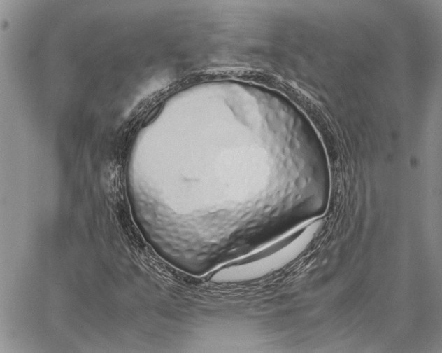 X0000062881351200602031731