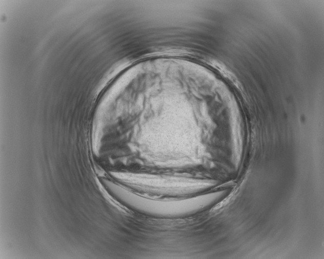 X0000062881425200602031730