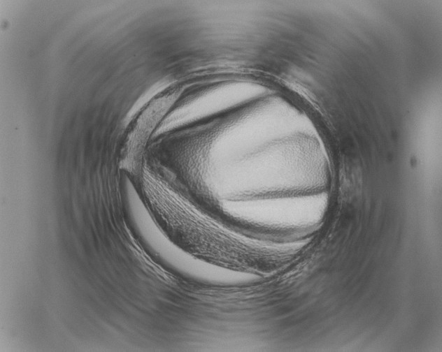 X0000062881450200602031730