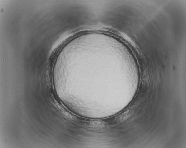 X0000062881456200602031729