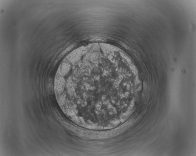 X0000062880048200602101727