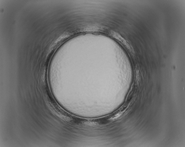 X0000062880203200602101725