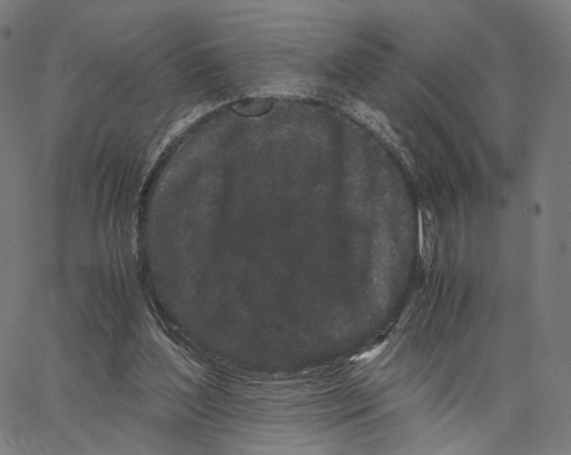 X0000062880204200602101725