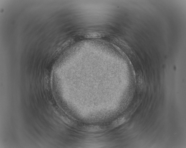 X0000062880322200602101723