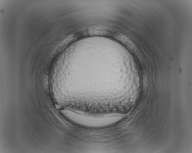 X0000062880401200602101721