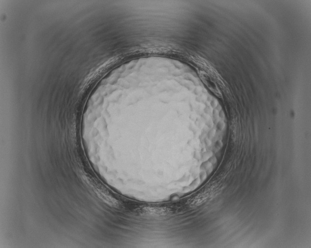 X0000062880442200602101720