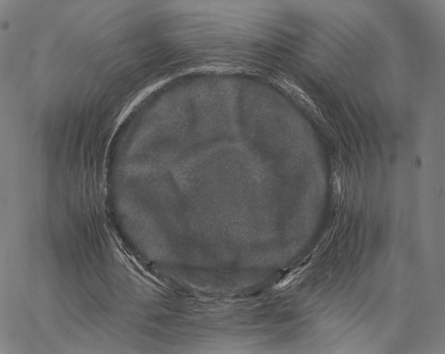 X0000062880484200602101720