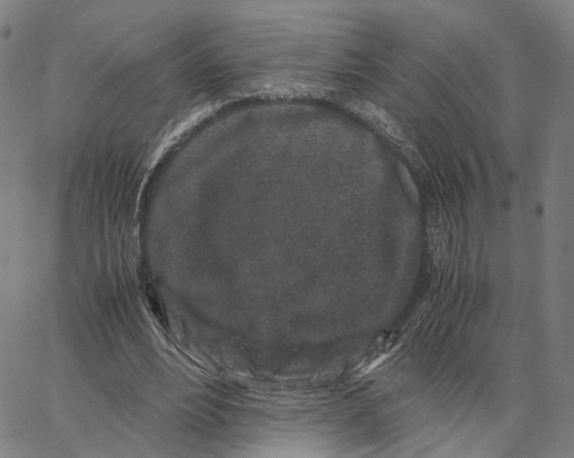 X0000062880488200602101720