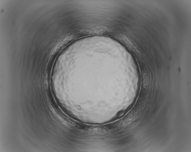 X0000062880634200602101717