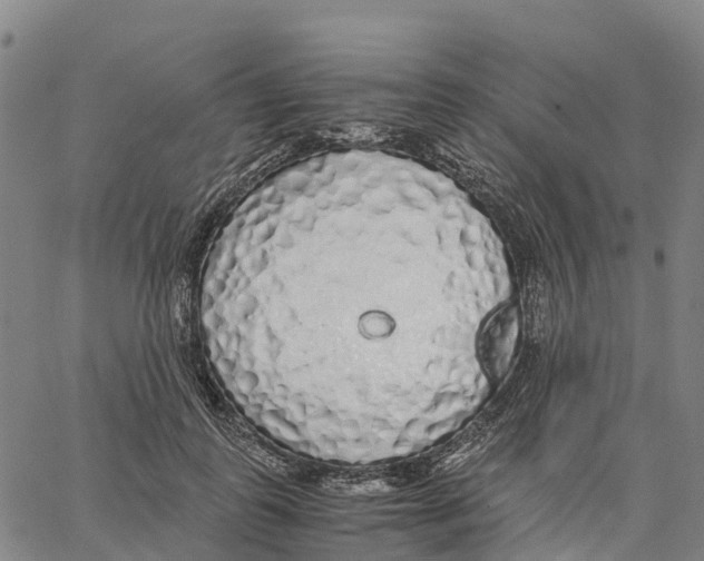 X0000062880747200602101716