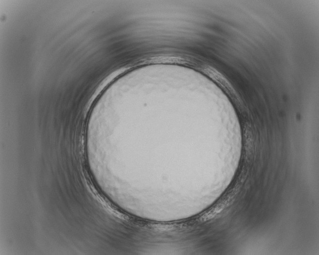 X0000062880852200602101714