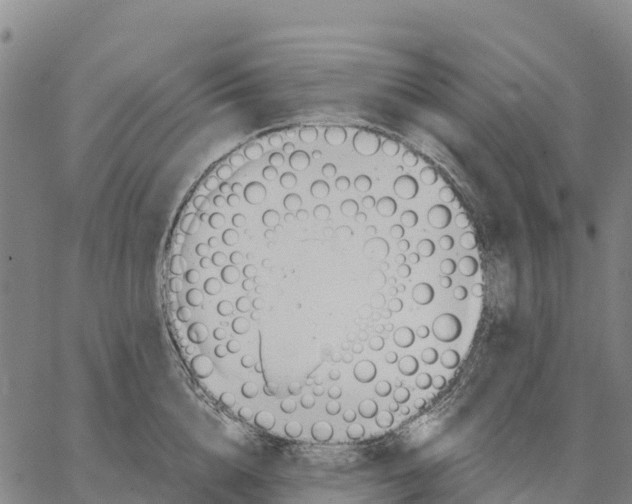 X0000062880856200602101715